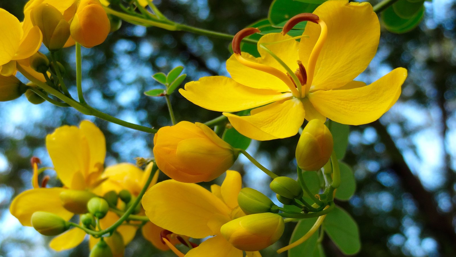 Обои цветы, природа, цветение, весна, желтые, flowers, nature, flowering, spring, yellow разрешение 2880x1716 Загрузить