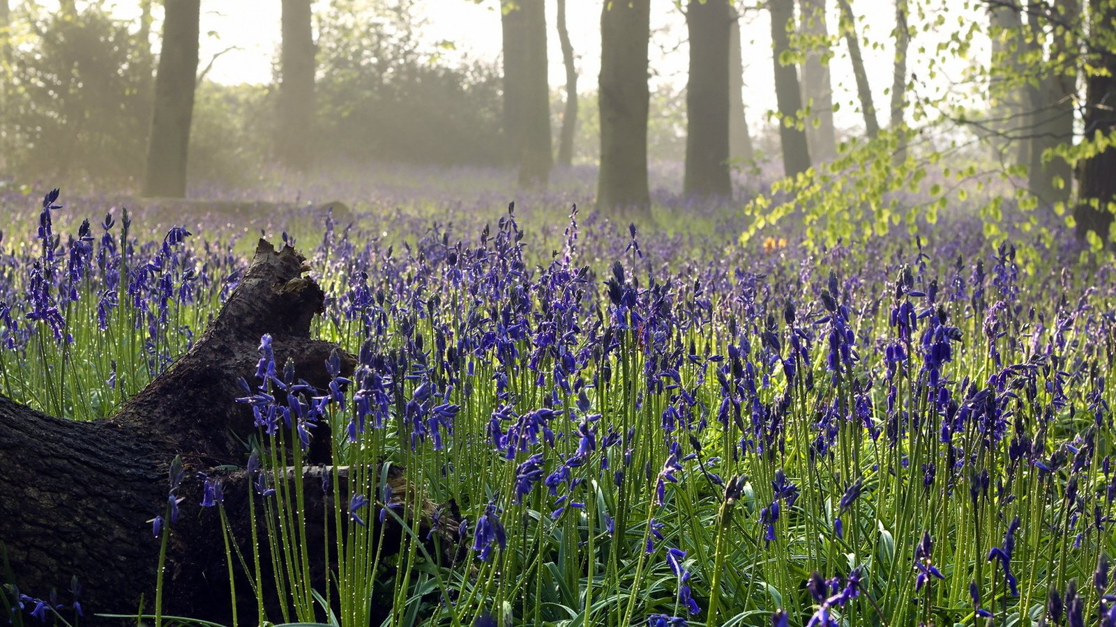 Обои цветы, природа, лес, flowers, nature, forest разрешение 1920x1200 Загрузить