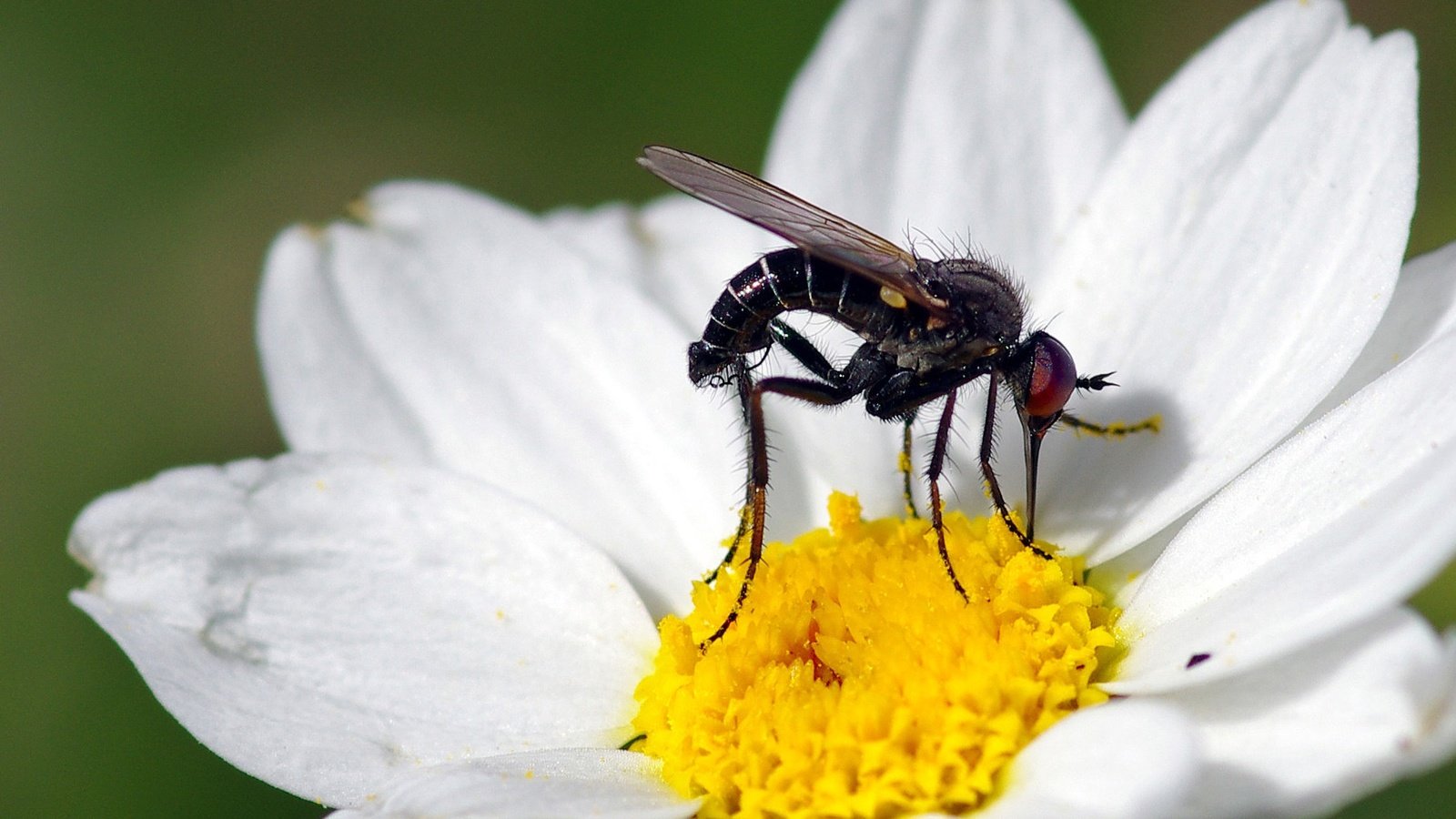 Обои макро, насекомое, цветок, белый, муха, ziva & amir, macro, insect, flower, white, fly разрешение 1994x1406 Загрузить