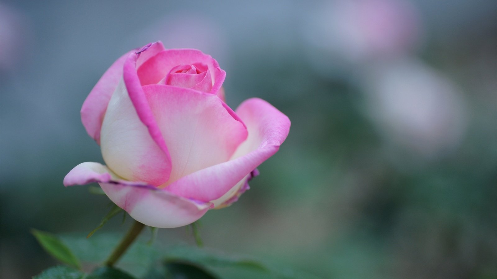 Обои природа, фокус камеры, цветок, роза, розовая, nature, the focus of the camera, flower, rose, pink разрешение 1920x1200 Загрузить