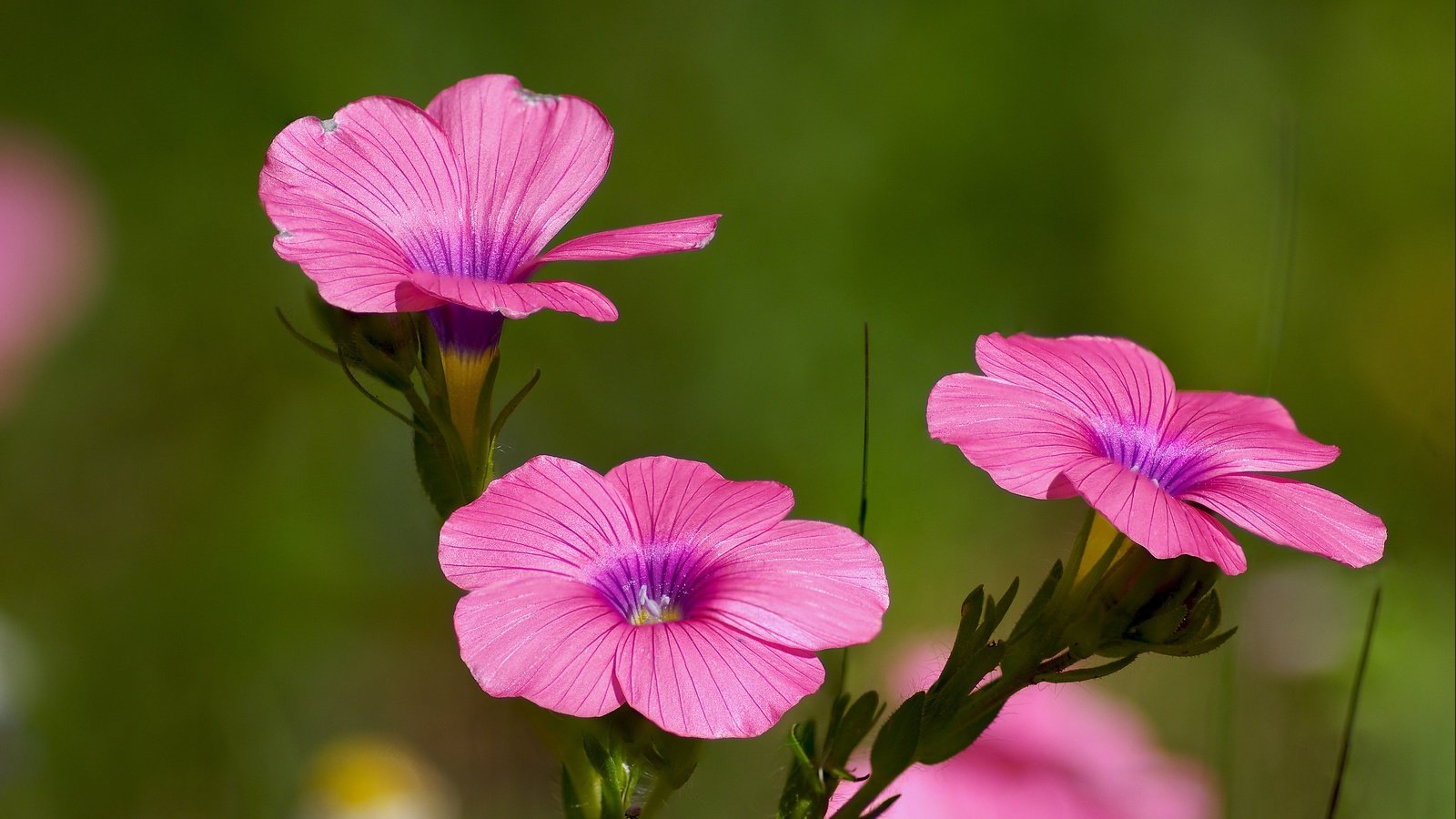 Обои цветы, розовые, яркий, лен, цветком, ziva & amir, hairy pink flax, полевой цветок, flowers, pink, bright, len, flower, wild flower разрешение 4769x3121 Загрузить