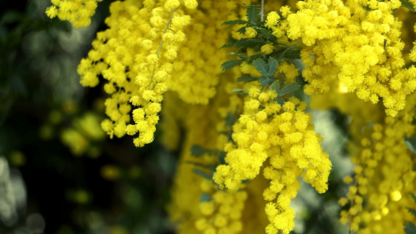Обои цветы, макро, весна, пушистые, желтые, мимоза, flowers, macro, spring, fluffy, yellow, mimosa разрешение 2048x1361 Загрузить
