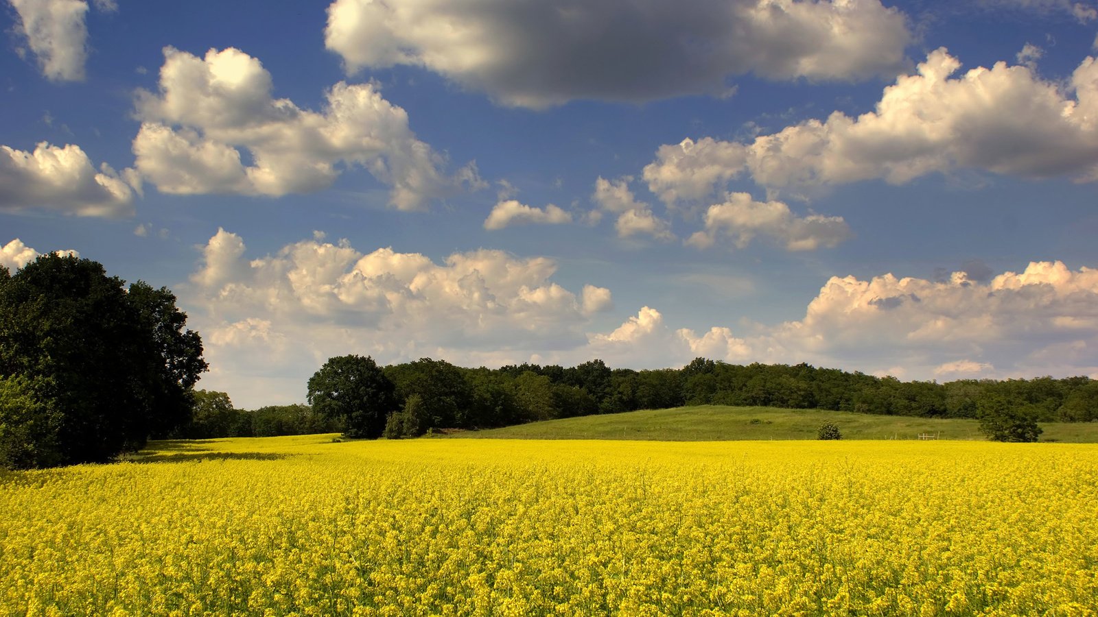 Обои небо, цветы, облака, деревья, природа, поле, рапс, the sky, flowers, clouds, trees, nature, field, rape разрешение 1920x1200 Загрузить