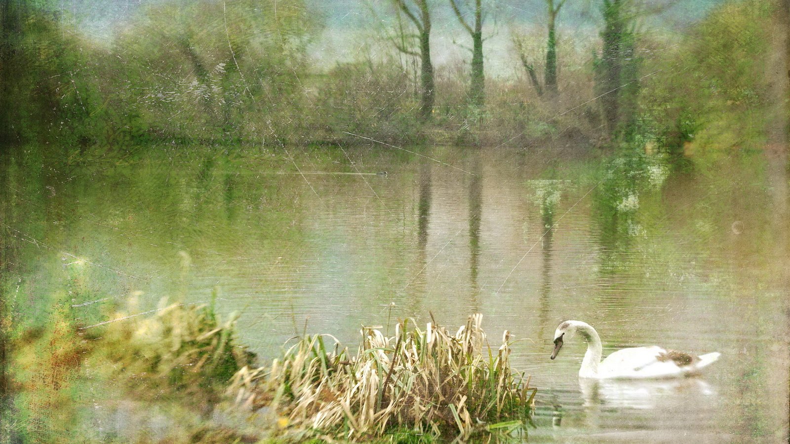 Обои озеро, природа, птица, живопись, лебедь, lake, nature, bird, painting, swan разрешение 2560x1600 Загрузить