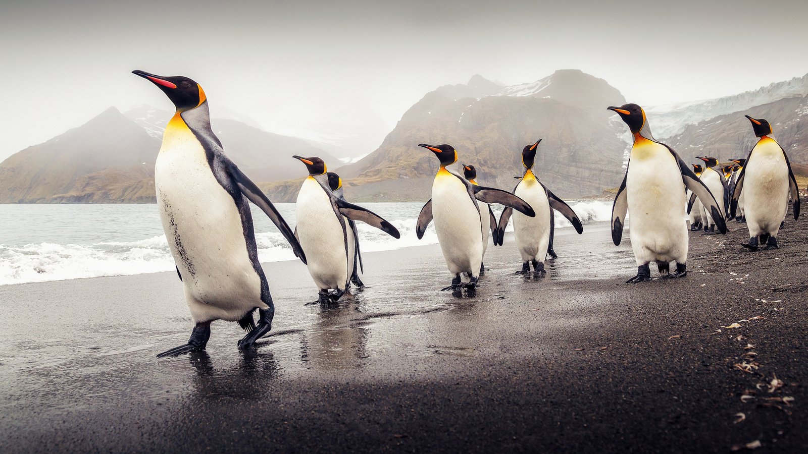 Обои пляж, птицы, пингвины, южная георгия, королевские пингвины, beach, birds, penguins, south georgia, royal penguins разрешение 2048x1303 Загрузить