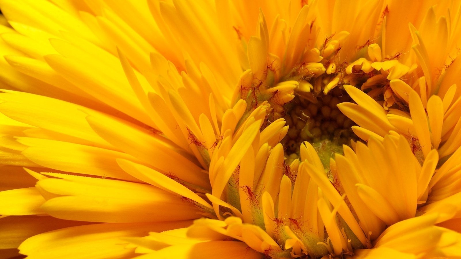 Обои желтый, макро, цветок, лепестки, бутон, хризантема, yellow, macro, flower, petals, bud, chrysanthemum разрешение 1920x1200 Загрузить