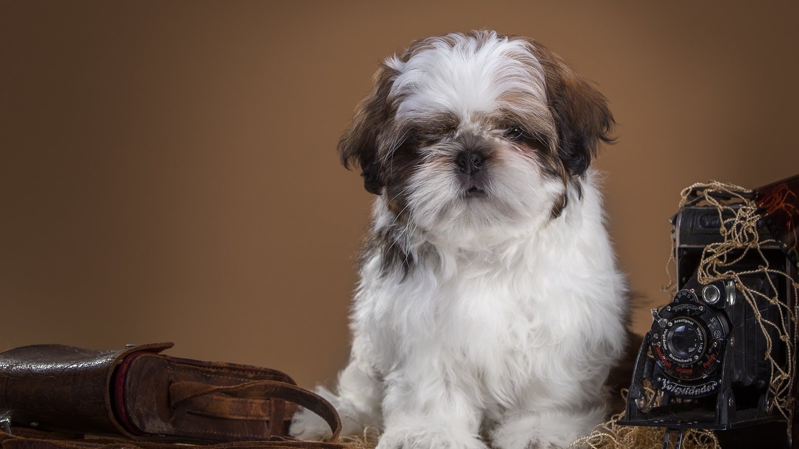 Обои ретро, собака, щенок, фотоаппарат, ши-тцу, retro, dog, puppy, the camera, shih tzu разрешение 4219x2790 Загрузить