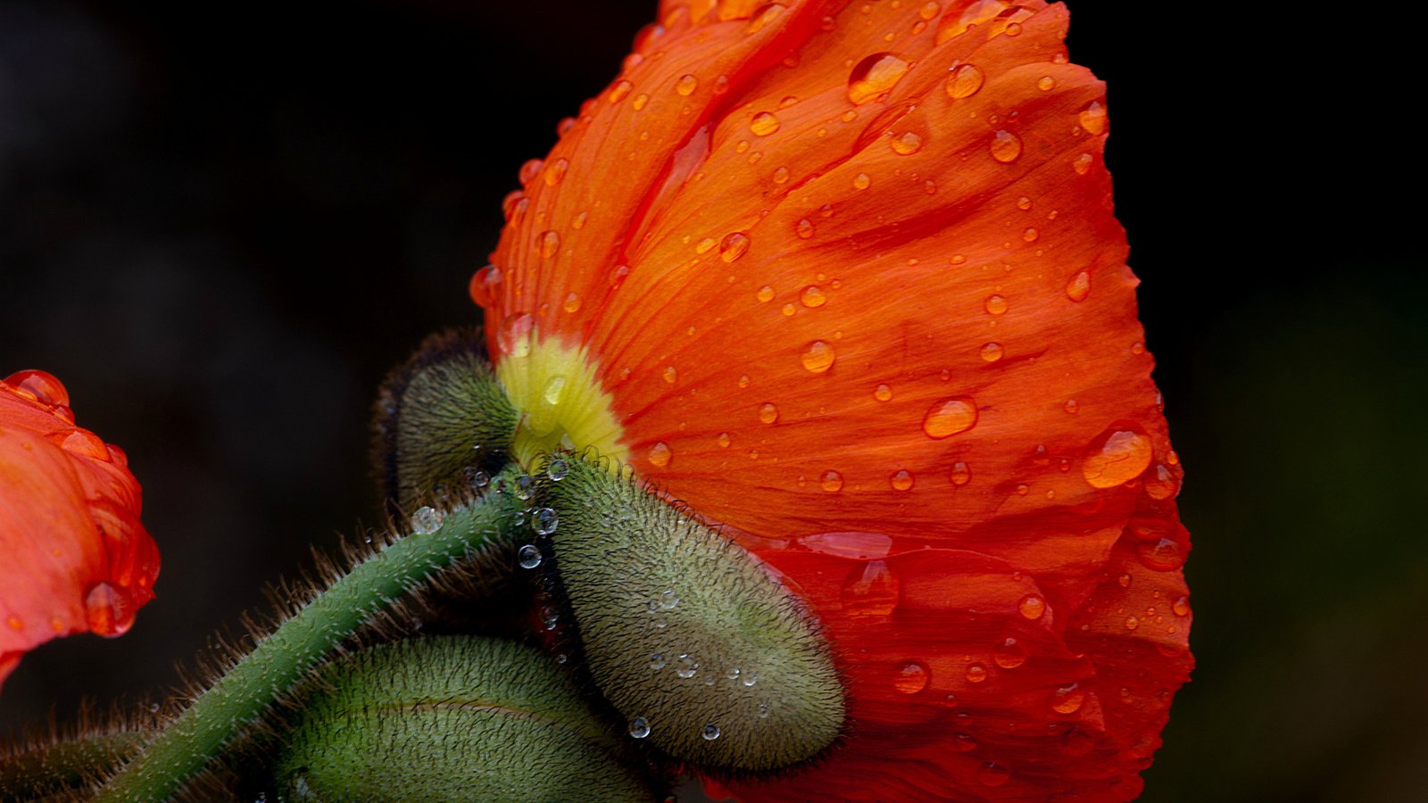 Обои макро, цветок, капли, лепестки, красный, мак, растение, роса макро, macro, flower, drops, petals, red, mac, plant, rosa macro разрешение 2048x1649 Загрузить