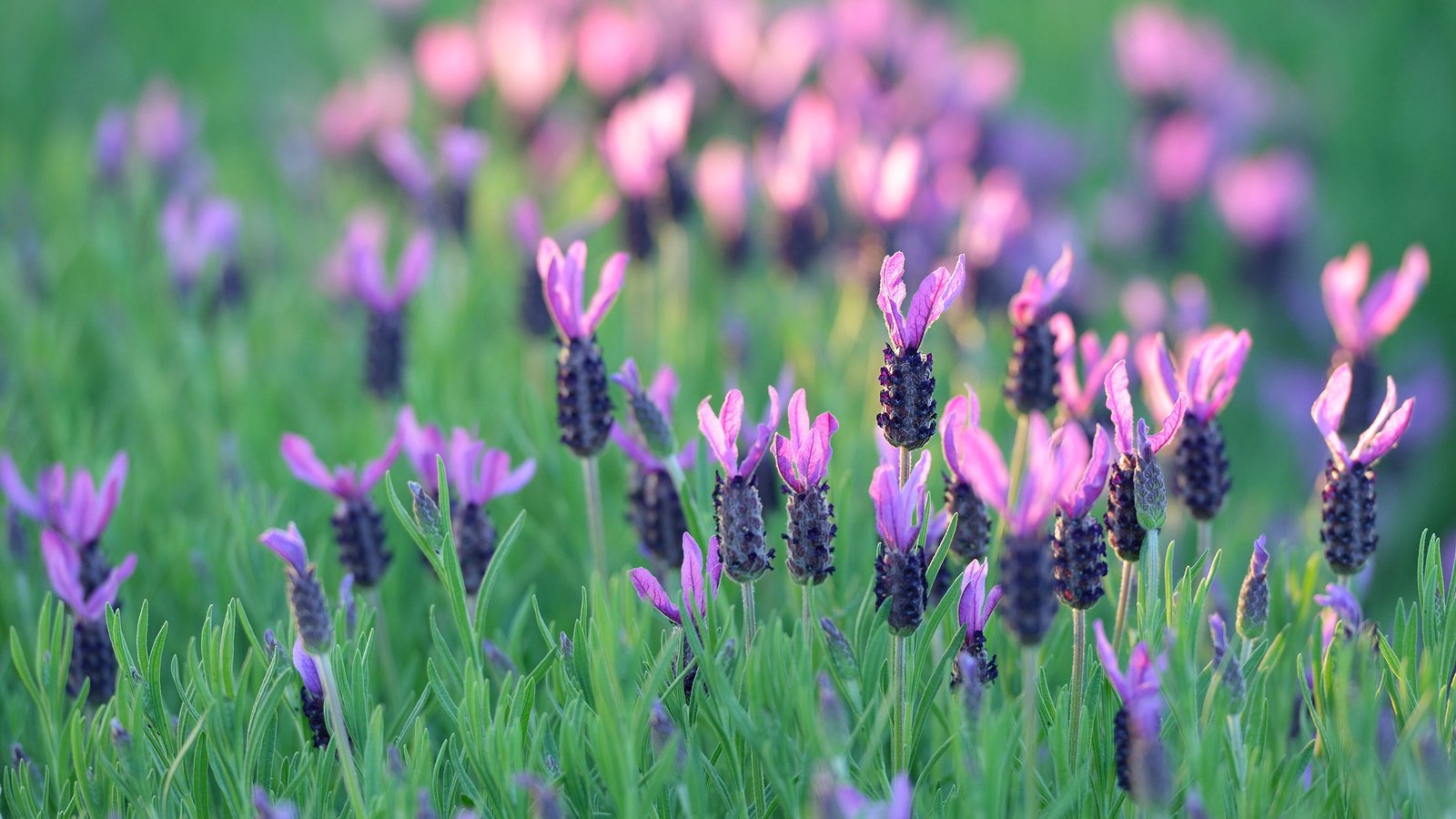 Обои цветы, трава, поле, лаванда, луг, flowers, grass, field, lavender, meadow разрешение 2048x1365 Загрузить