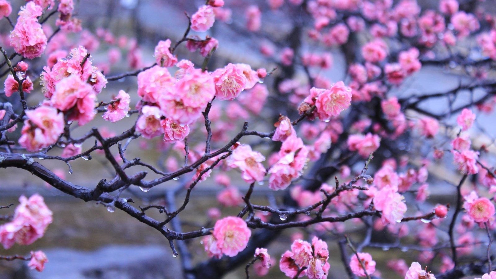 Обои цветы, вода, капли, япония, киото, весна, императорский сад, flowers, water, drops, japan, kyoto, spring, imperial garden разрешение 2048x1365 Загрузить