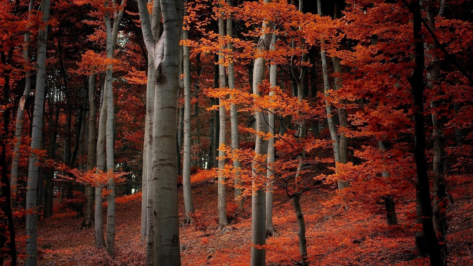 Обои деревья, природа, лес, листья, ветки, осень, оранжевые, trees, nature, forest, leaves, branches, autumn, orange разрешение 1920x1080 Загрузить