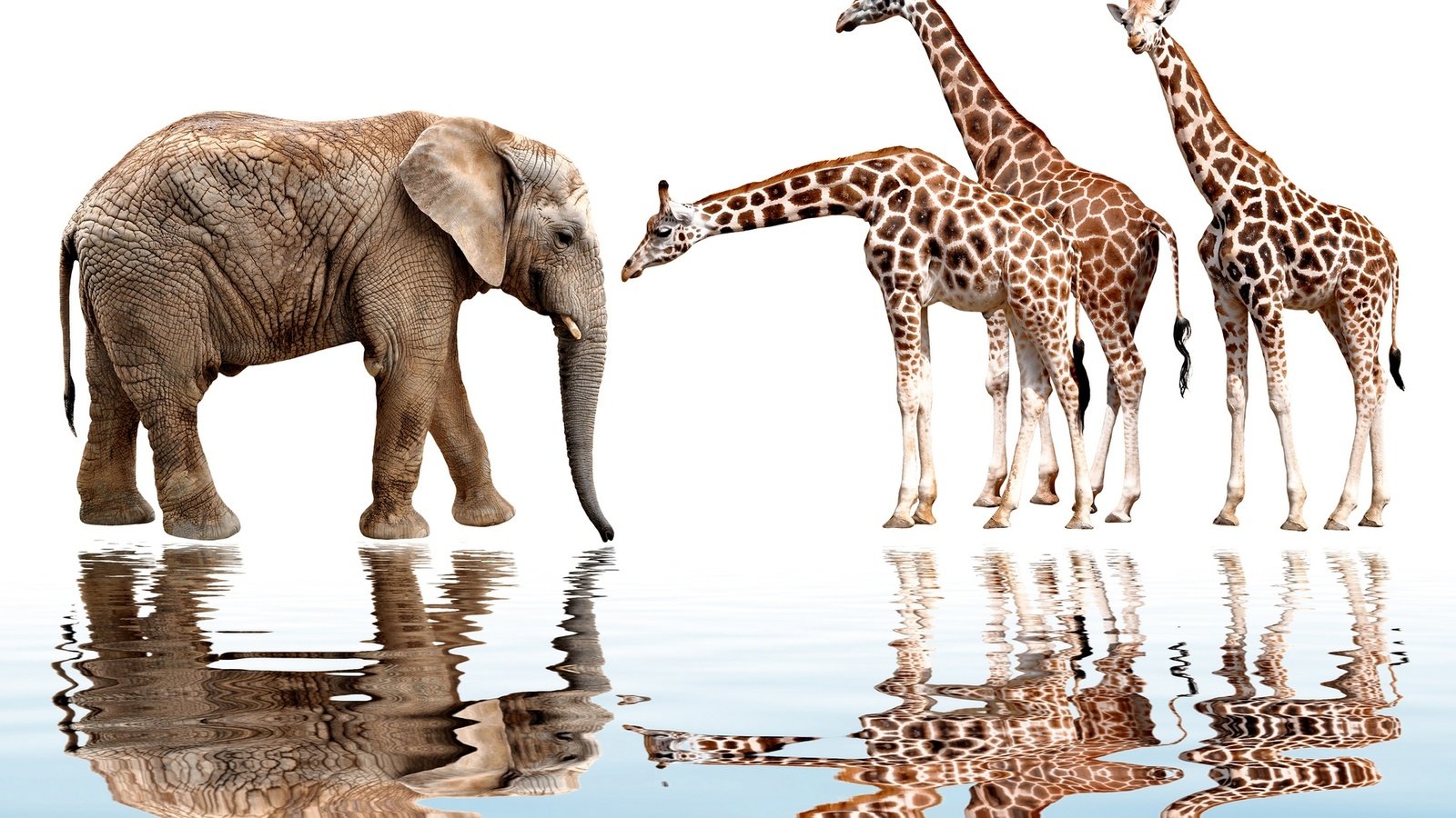 Обои отражение, животные, слон, белый фон, жираф, reflection, animals, elephant, white background, giraffe разрешение 1920x1417 Загрузить