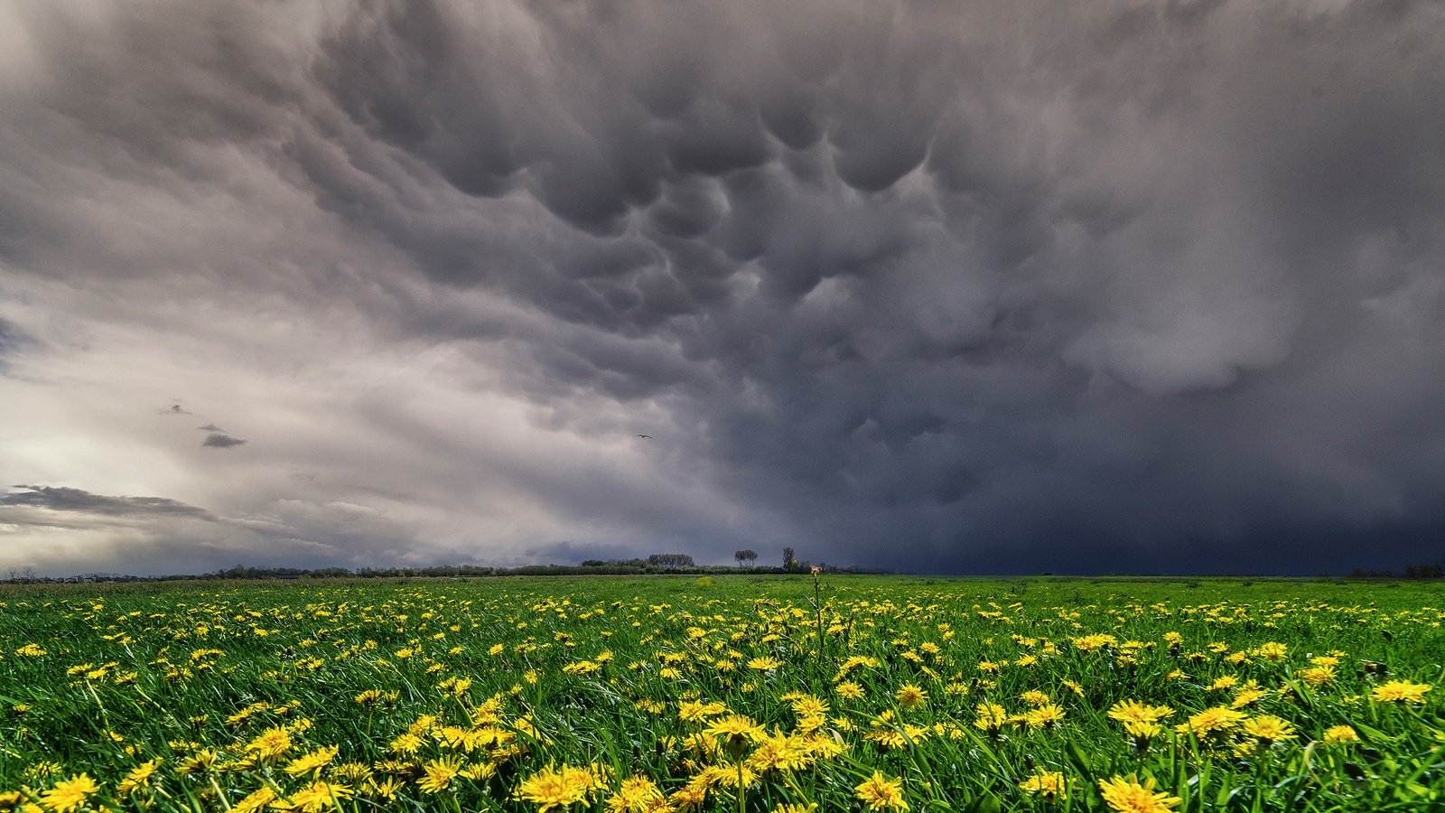 Обои небо, цветы, облака, поле, луг, одуванчики, желтые, the sky, flowers, clouds, field, meadow, dandelions, yellow разрешение 1920x1280 Загрузить