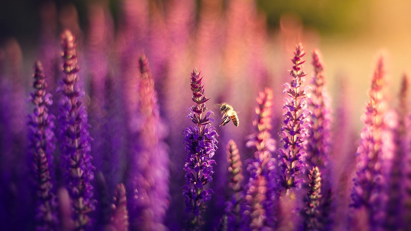 Обои цветы, природа, поле, лаванда, пчела, боке, сиреневые, flowers, nature, field, lavender, bee, bokeh, lilac разрешение 1920x1282 Загрузить