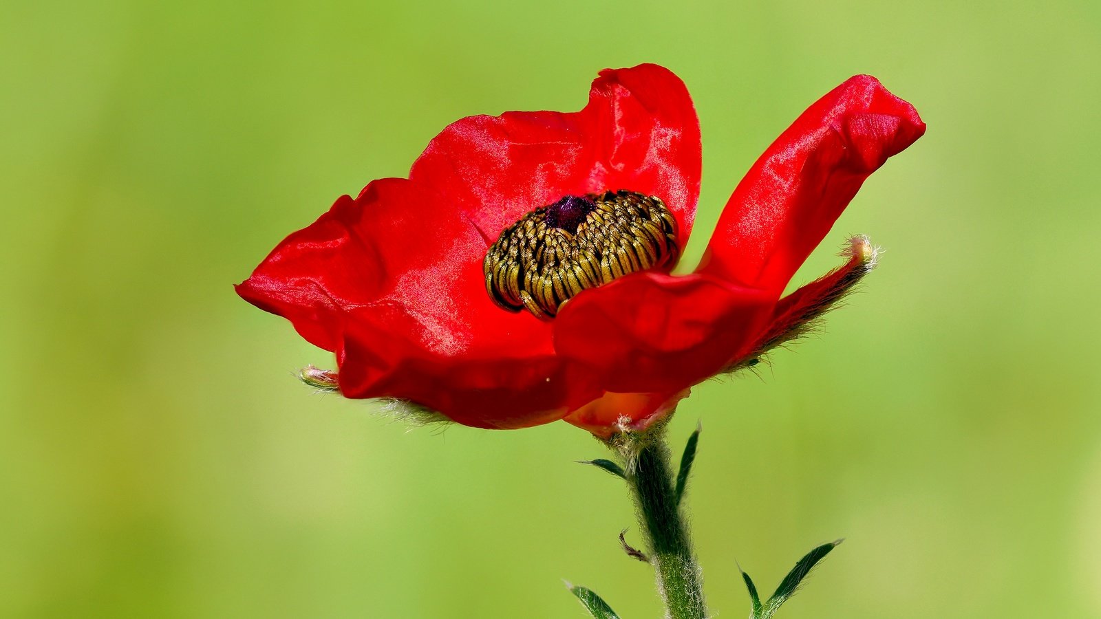 Обои макро, цветок, красный, мак, ziva & amir, macro, flower, red, mac разрешение 4190x2771 Загрузить