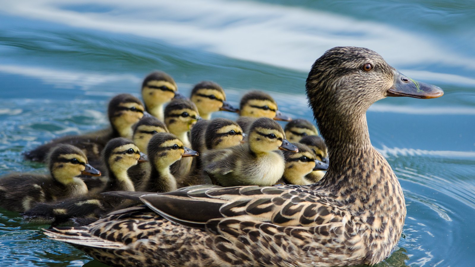 Обои вода, птицы, утята, утка, птенцы, кряква, water, birds, ducklings, duck, chicks, mallard разрешение 4319x2861 Загрузить