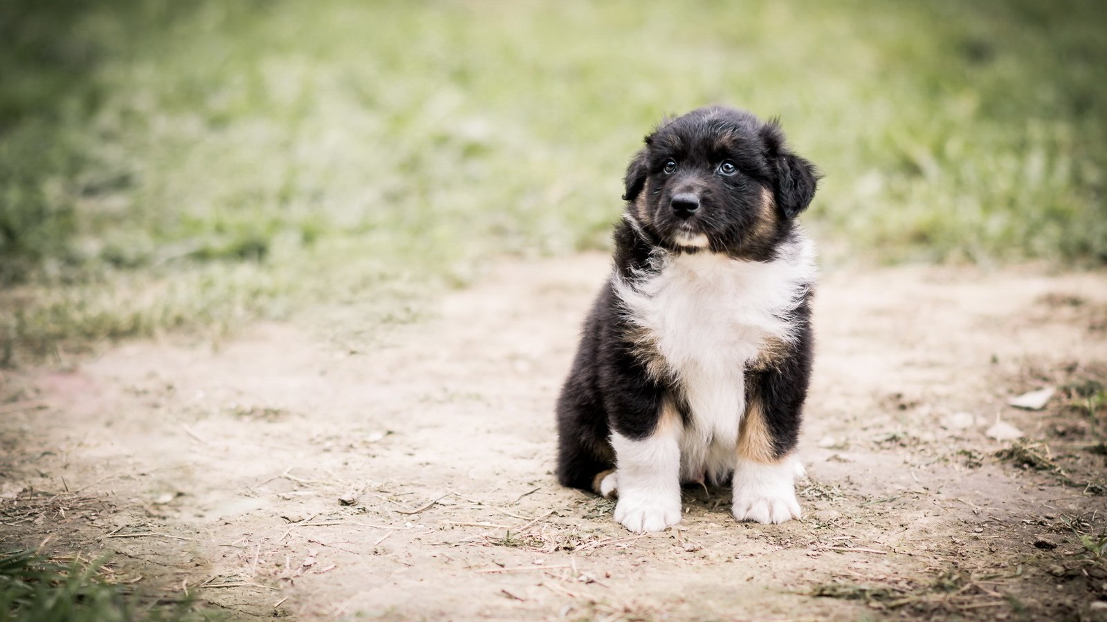 Обои взгляд, собака, щенок, австралийская овчарка, look, dog, puppy, australian shepherd разрешение 2047x1236 Загрузить