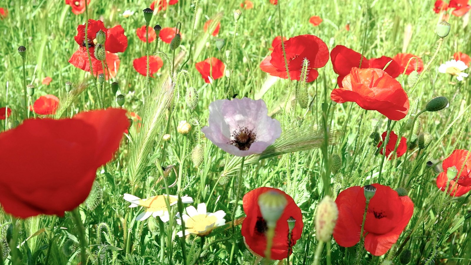 Обои цветы, трава, поле, маки, луг, flowers, grass, field, maki, meadow разрешение 2048x1295 Загрузить