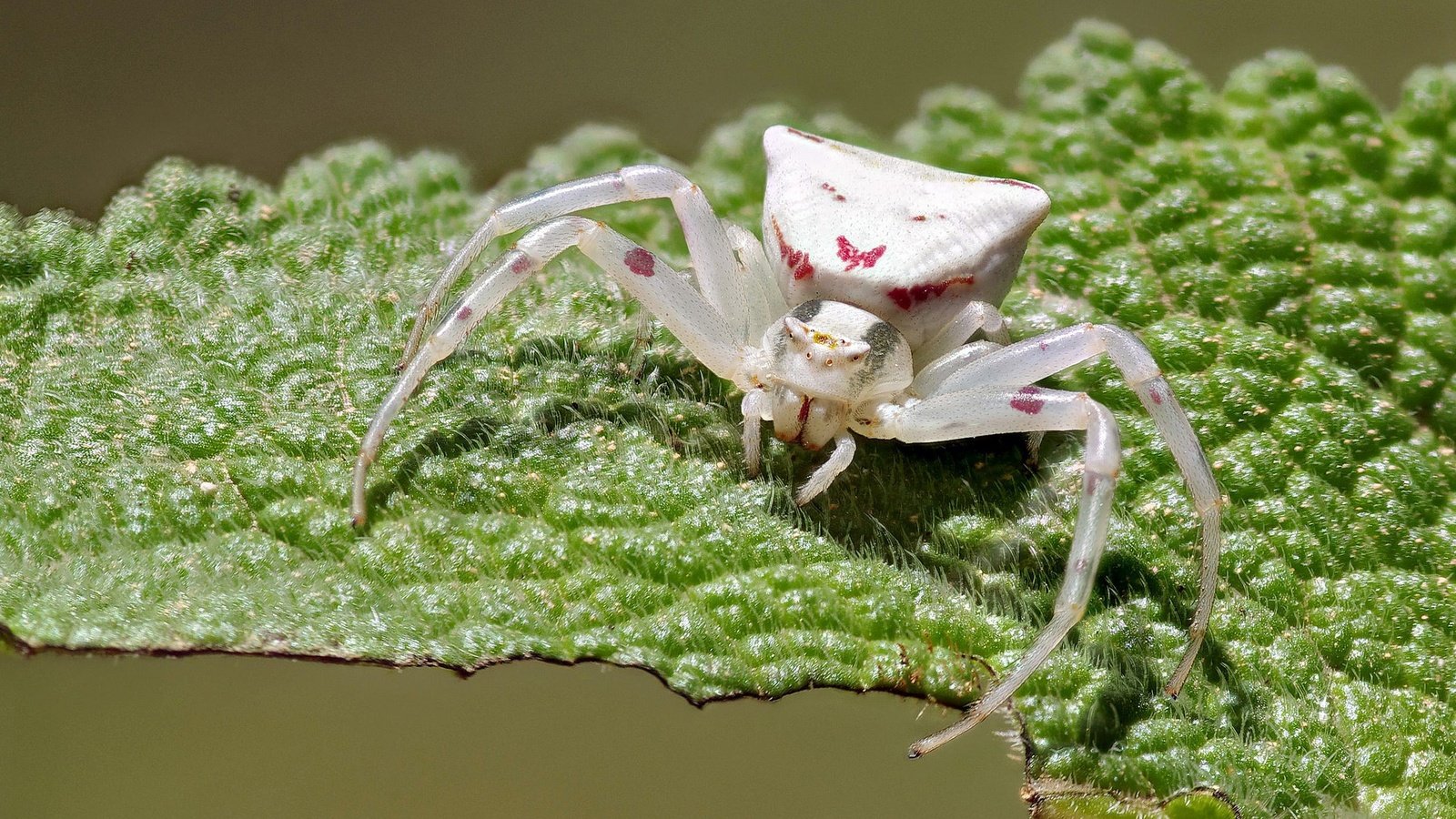 Обои макро, насекомое, белый, лист, паук, ziva & amir, white crab spider, macro, insect, white, sheet, spider разрешение 2022x1447 Загрузить