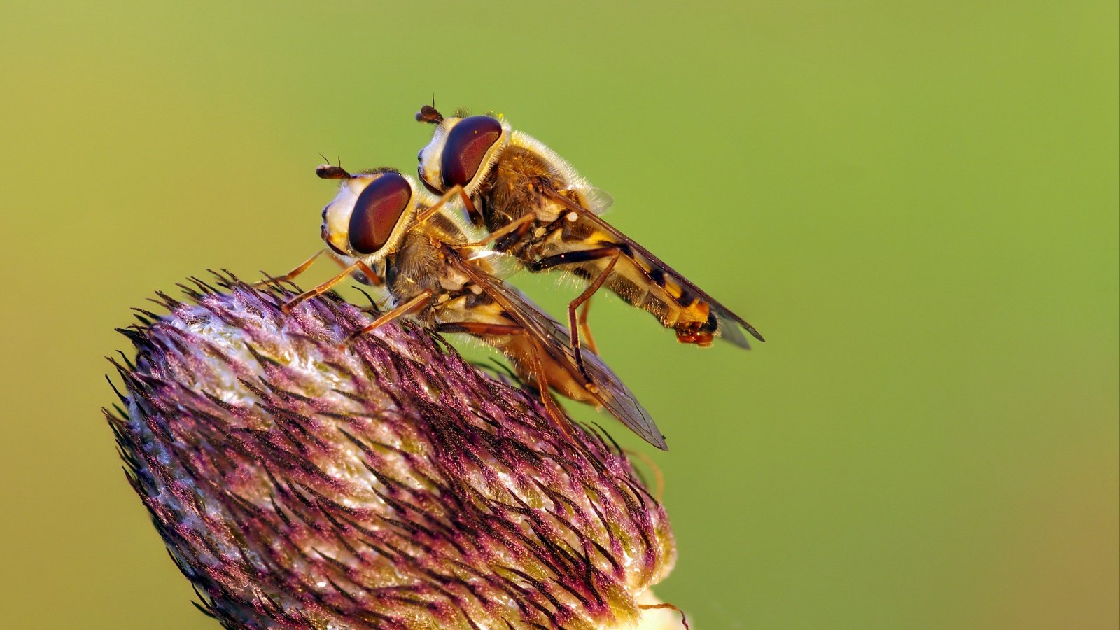 Обои макро, насекомое, цветок, насекомые, весна, ziva & amir, журчалки, macro, insect, flower, insects, spring, hoverflies разрешение 4403x2737 Загрузить