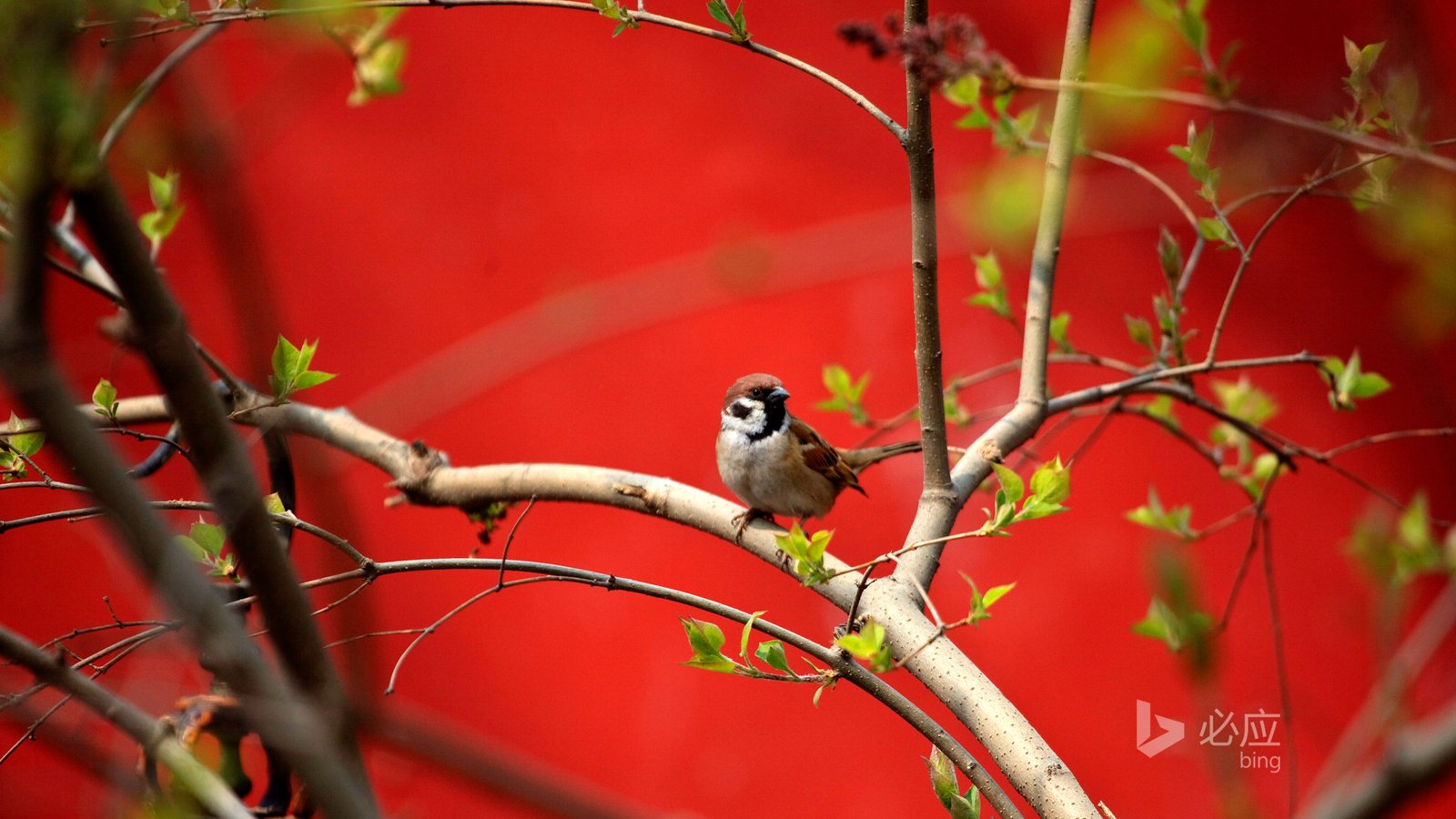 Обои дерево, фон, ветки, птица, воробей, tree, background, branches, bird, sparrow разрешение 1920x1200 Загрузить