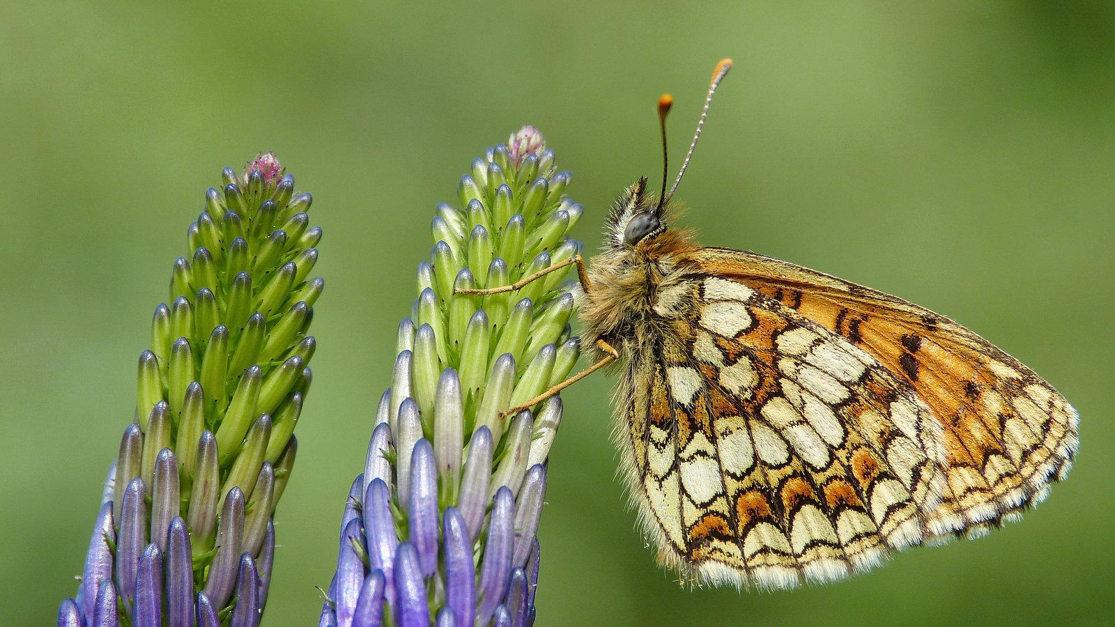 Обои цветы, насекомое, бабочка, крылья, растение, перламутровка, flowers, insect, butterfly, wings, plant разрешение 3000x2004 Загрузить