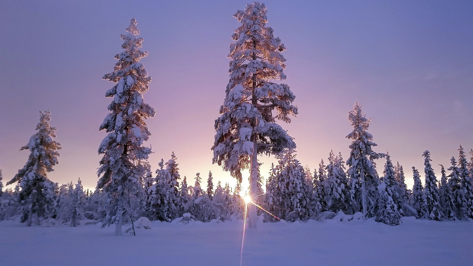 Обои небо, деревья, солнце, снег, лес, зима, солнечный свет, the sky, trees, the sun, snow, forest, winter, sunlight разрешение 1920x1200 Загрузить