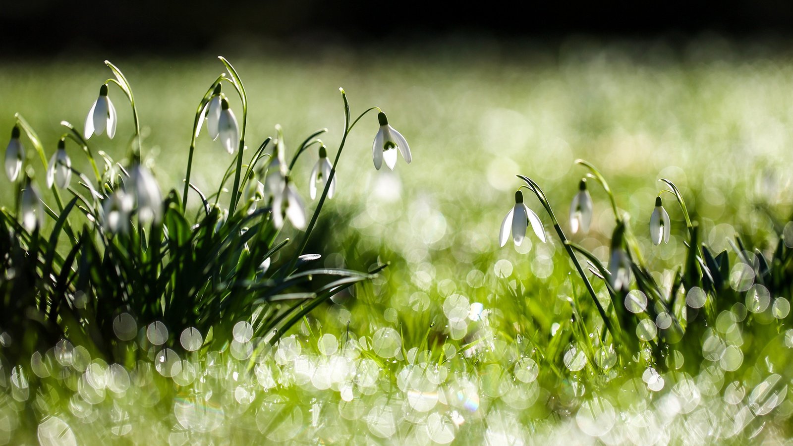 Обои цветы, трава, белые, зеленая, подснежники, flowers, grass, white, green, snowdrops разрешение 1920x1200 Загрузить