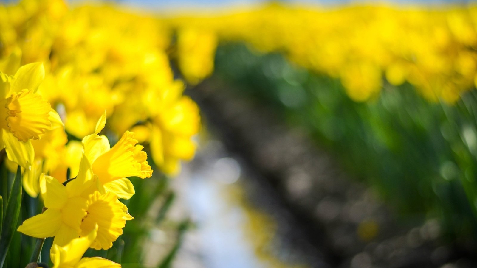 Желтые цветы весна лучи без смс
