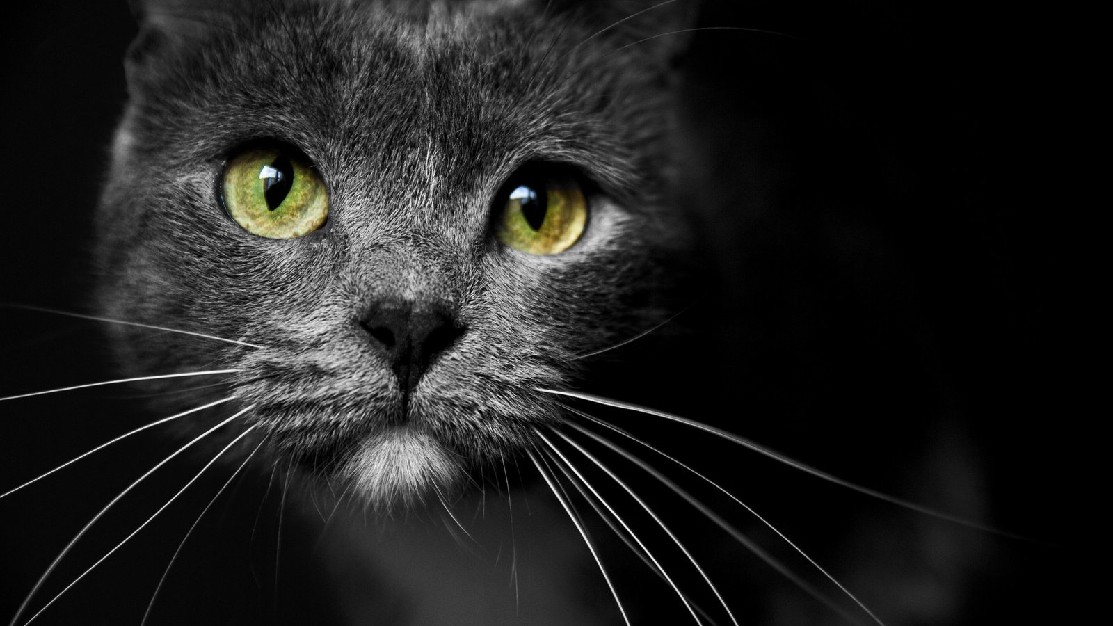 Обои глаза, морда, усы, кошка, взгляд, eyes, face, mustache, cat, look разрешение 2048x1371 Загрузить