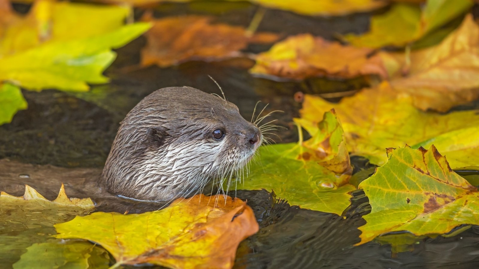 Обои вода, листья, мордочка, осень, водоем, хищник, выдра, water, leaves, muzzle, autumn, pond, predator, otter разрешение 2048x1365 Загрузить