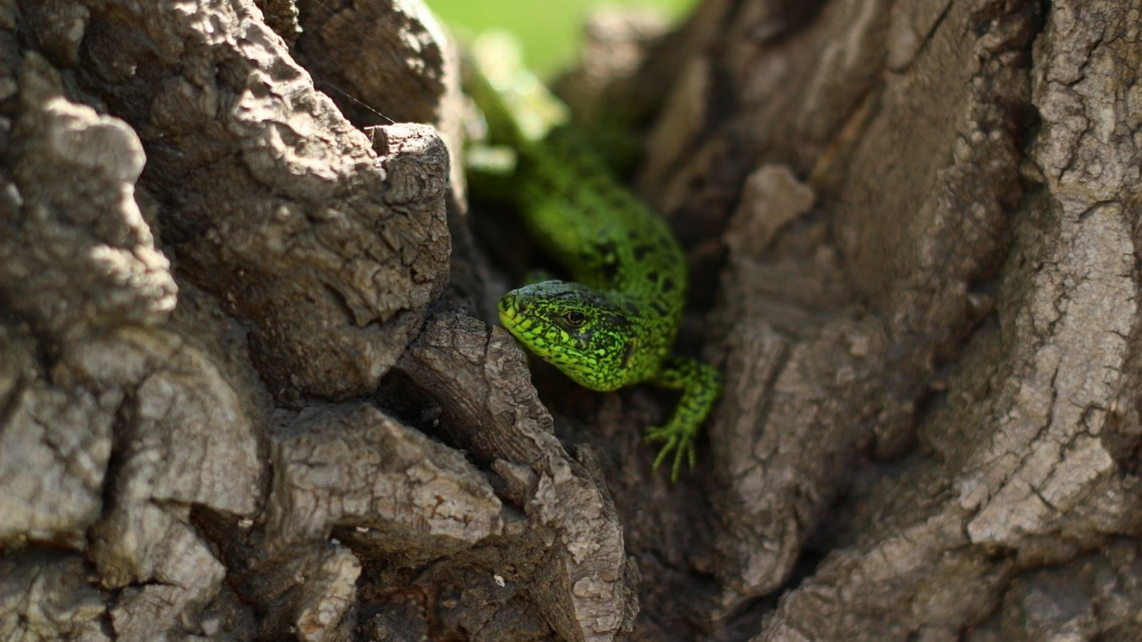 Обои природа, дерево, ящерица, зеленая, рептилия, nature, tree, lizard, green, reptile разрешение 1920x1200 Загрузить