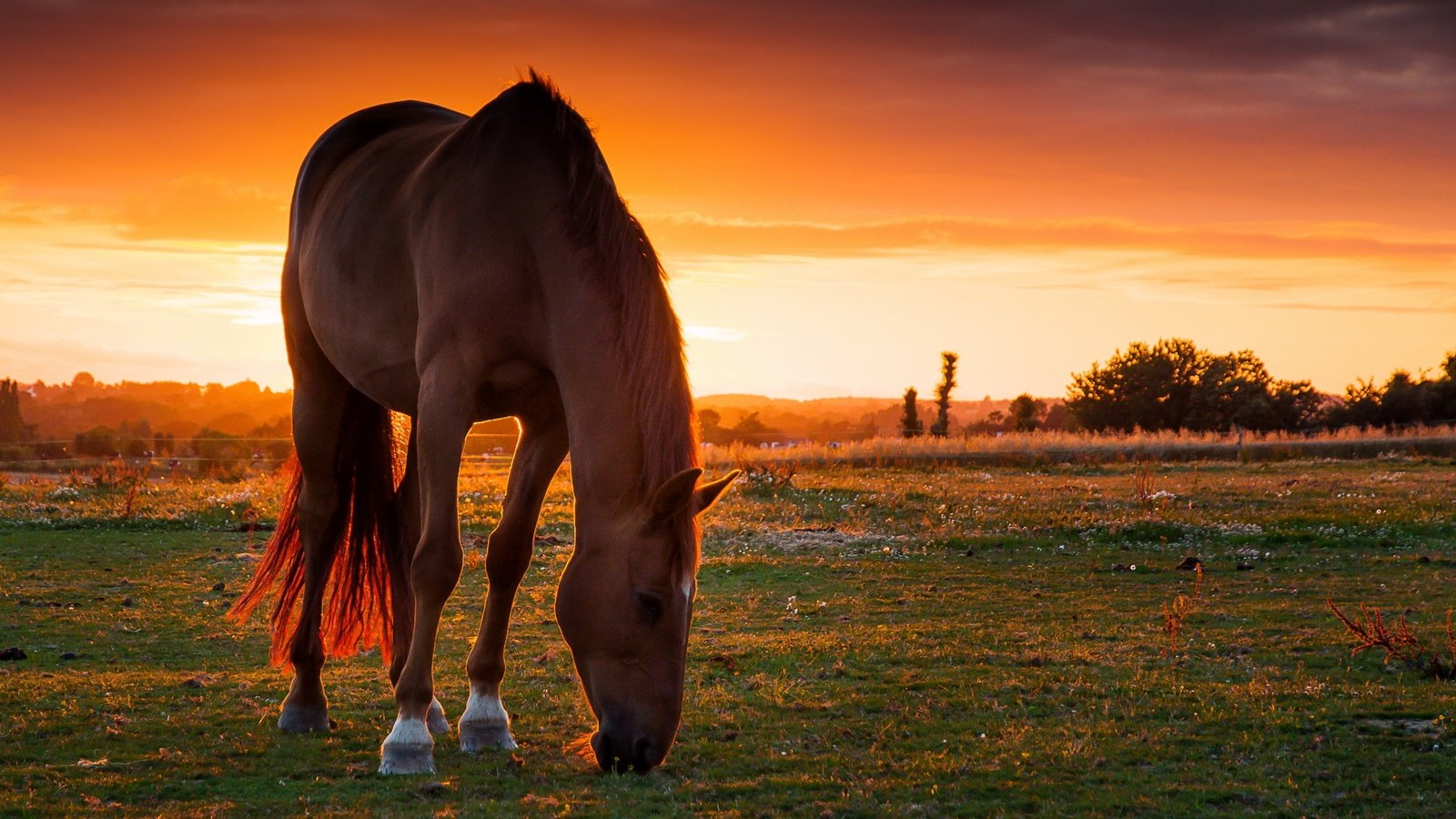 Обои лошадь, закат, поле, пастбище, конь, horse, sunset, field, pasture разрешение 3000x2000 Загрузить