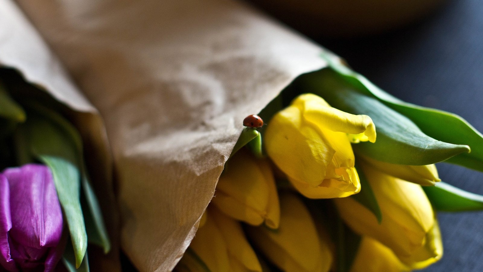 Обои цветы, бутоны, лепестки, божья коровка, тюльпаны, желтые, фиолетовые, букеты, flowers, buds, petals, ladybug, tulips, yellow, purple, bouquets разрешение 2048x1365 Загрузить