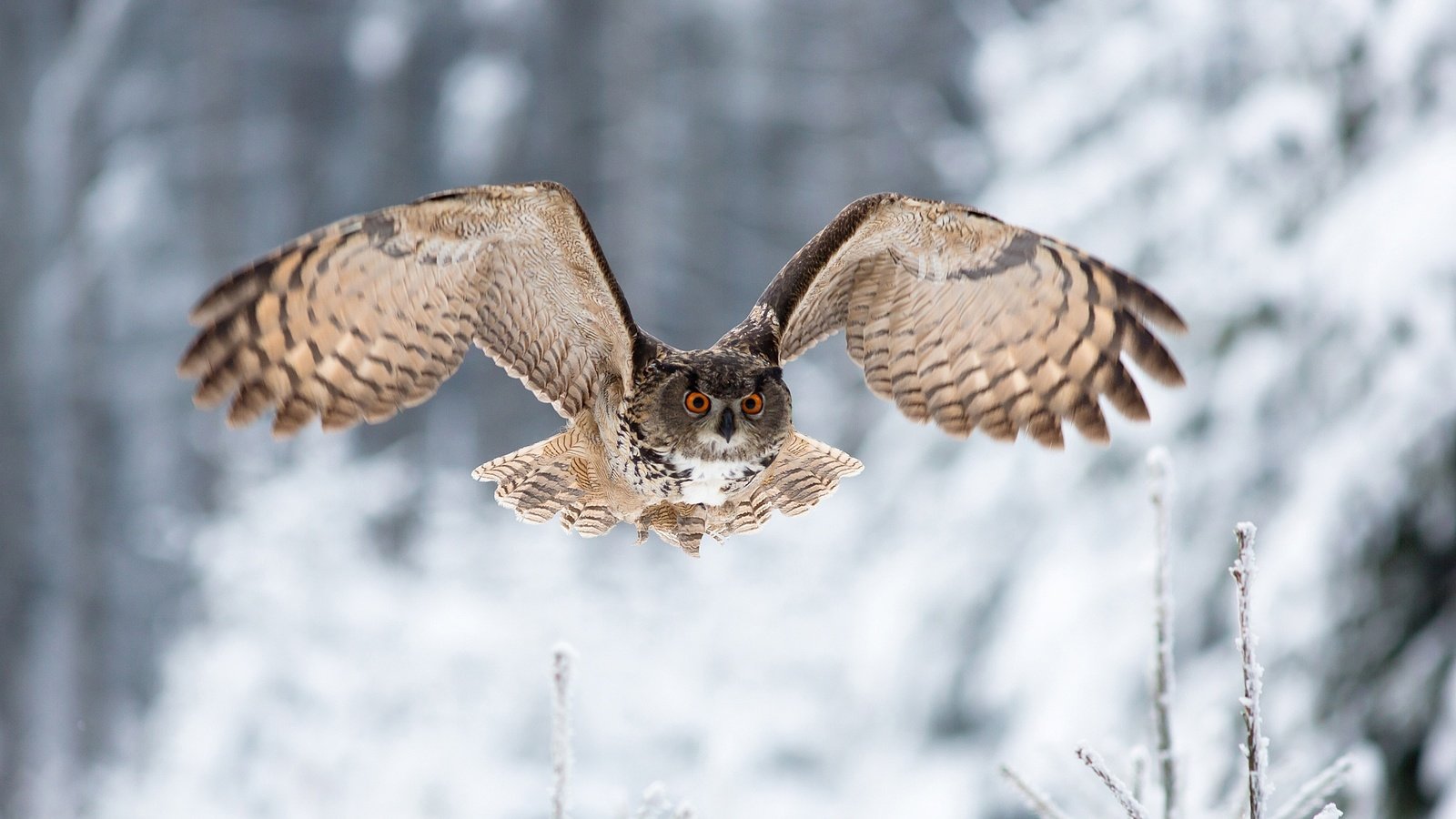 Обои сова, зима, полет, взгляд, крылья, птица, owl, winter, flight, look, wings, bird разрешение 2048x1365 Загрузить