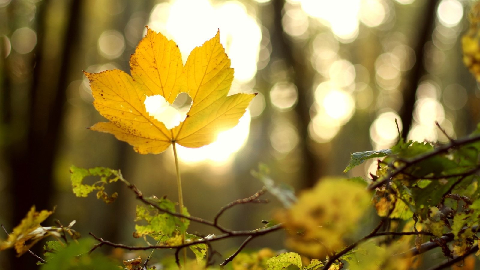 Обои ветка, природа, лес, листья, осень, лист, сердце, branch, nature, forest, leaves, autumn, sheet, heart разрешение 2048x1365 Загрузить