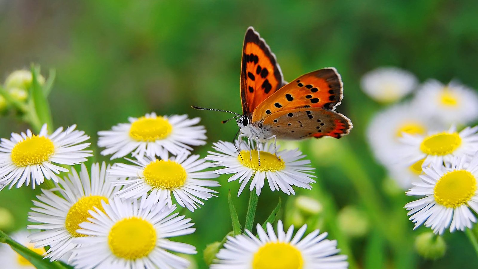 Обои цветы, макро, бабочка, крылья, насекомые, маргаритки, flowers, macro, butterfly, wings, insects, daisy разрешение 1920x1200 Загрузить