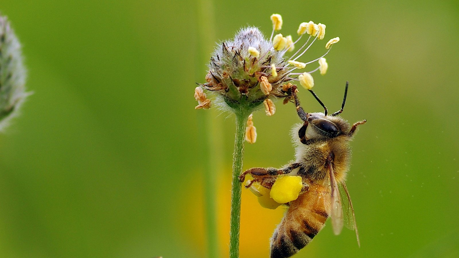 Обои макро, насекомое, цветок, пчела, мед, нектар, ziva & amir, macro, insect, flower, bee, honey, nectar разрешение 1920x1410 Загрузить