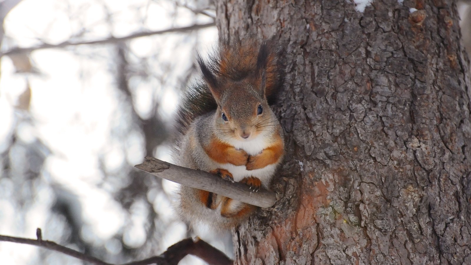 Обои дерево, белка, хвост, лапки, белочка, anna verdina, tree, protein, tail, legs, squirrel разрешение 3288x2284 Загрузить