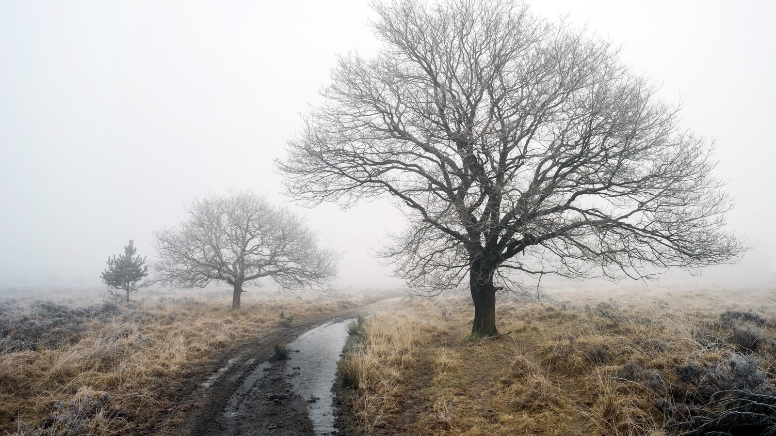 Обои дорога, деревья, зима, туман, robert-paul jansen, road, trees, winter, fog разрешение 2048x1365 Загрузить