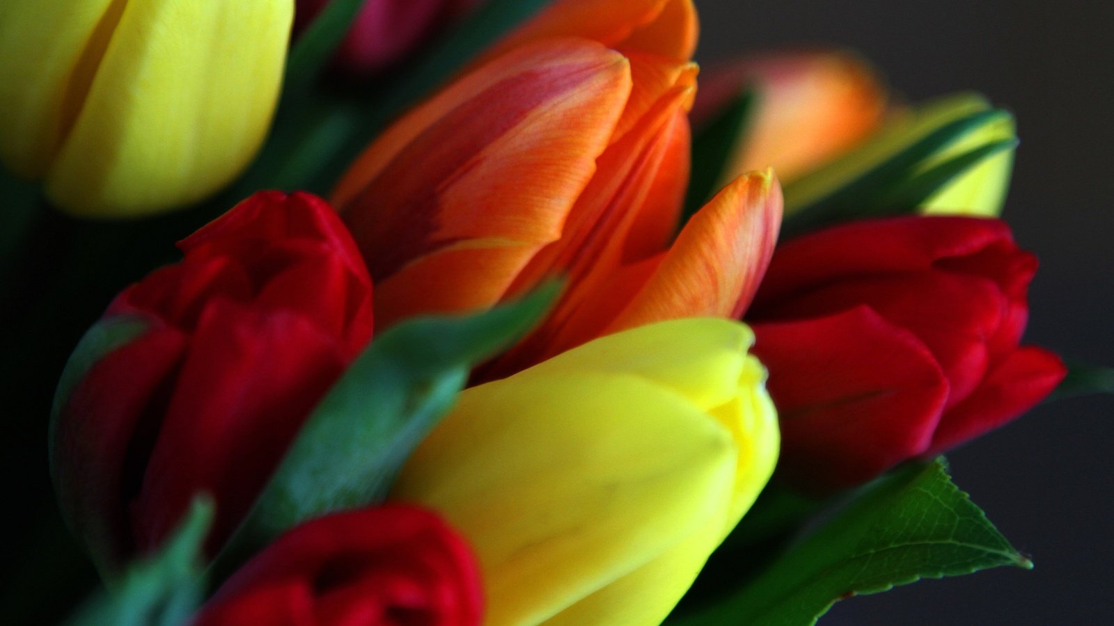 Обои цветы, листья, лепестки, весна, букет, тюльпаны, flowers, leaves, petals, spring, bouquet, tulips разрешение 2048x1365 Загрузить