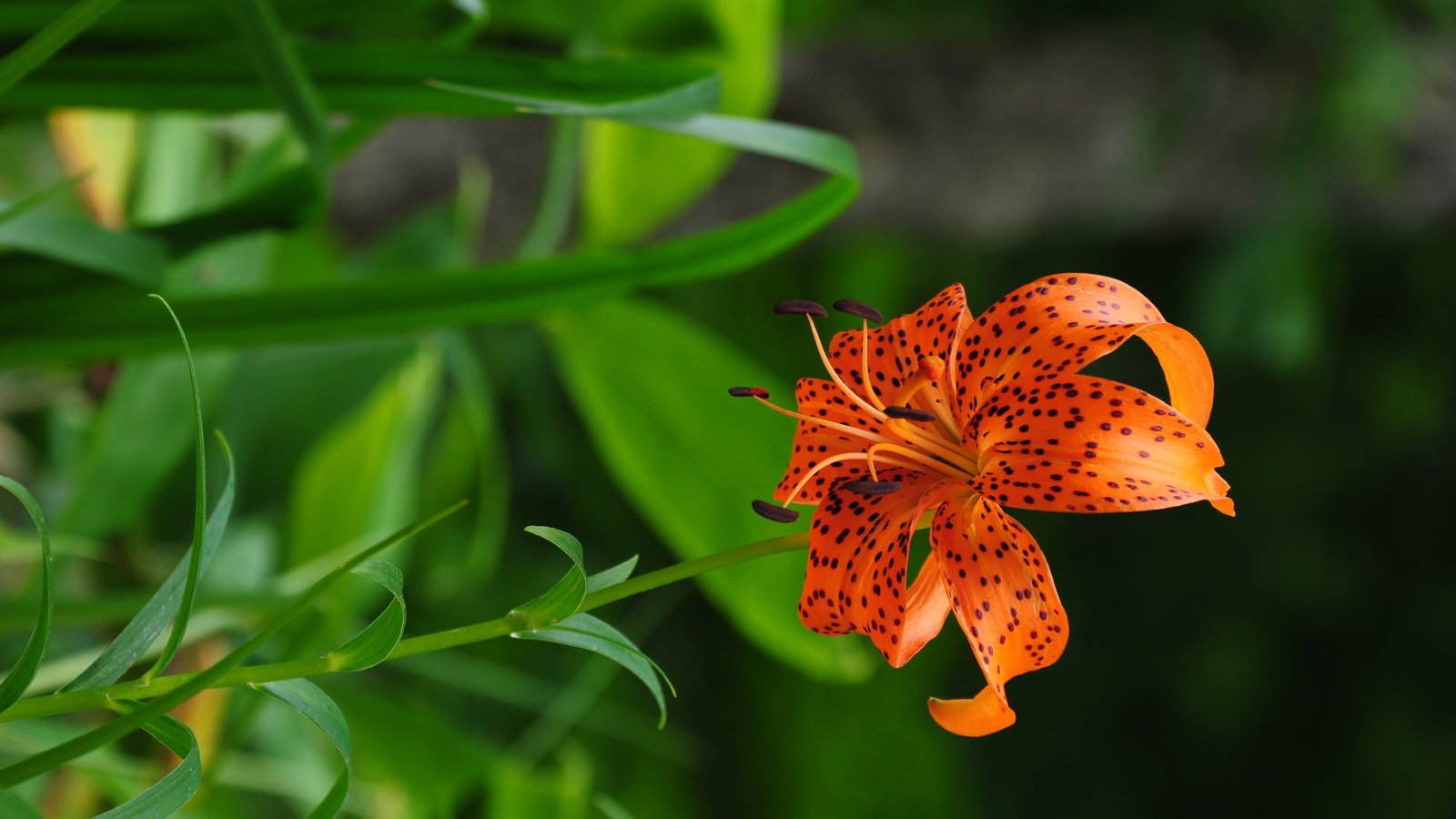Лилия мелкоцветковая оранжевая