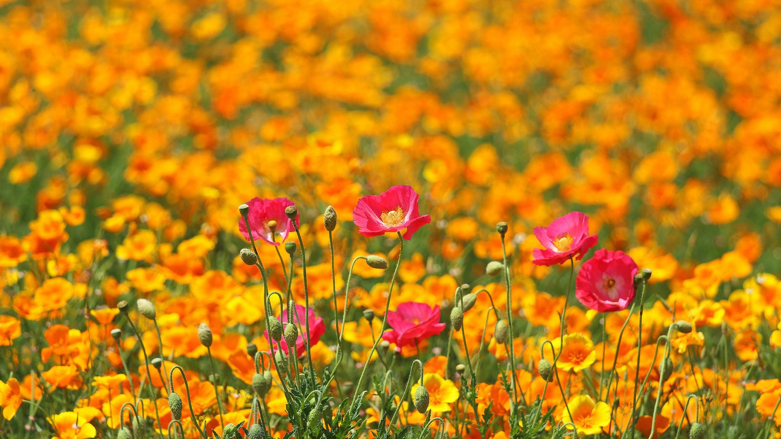 Обои цветы, поле, маки, луг, весна, разные вместе, flowers, field, maki, meadow, spring, different together разрешение 2048x1365 Загрузить