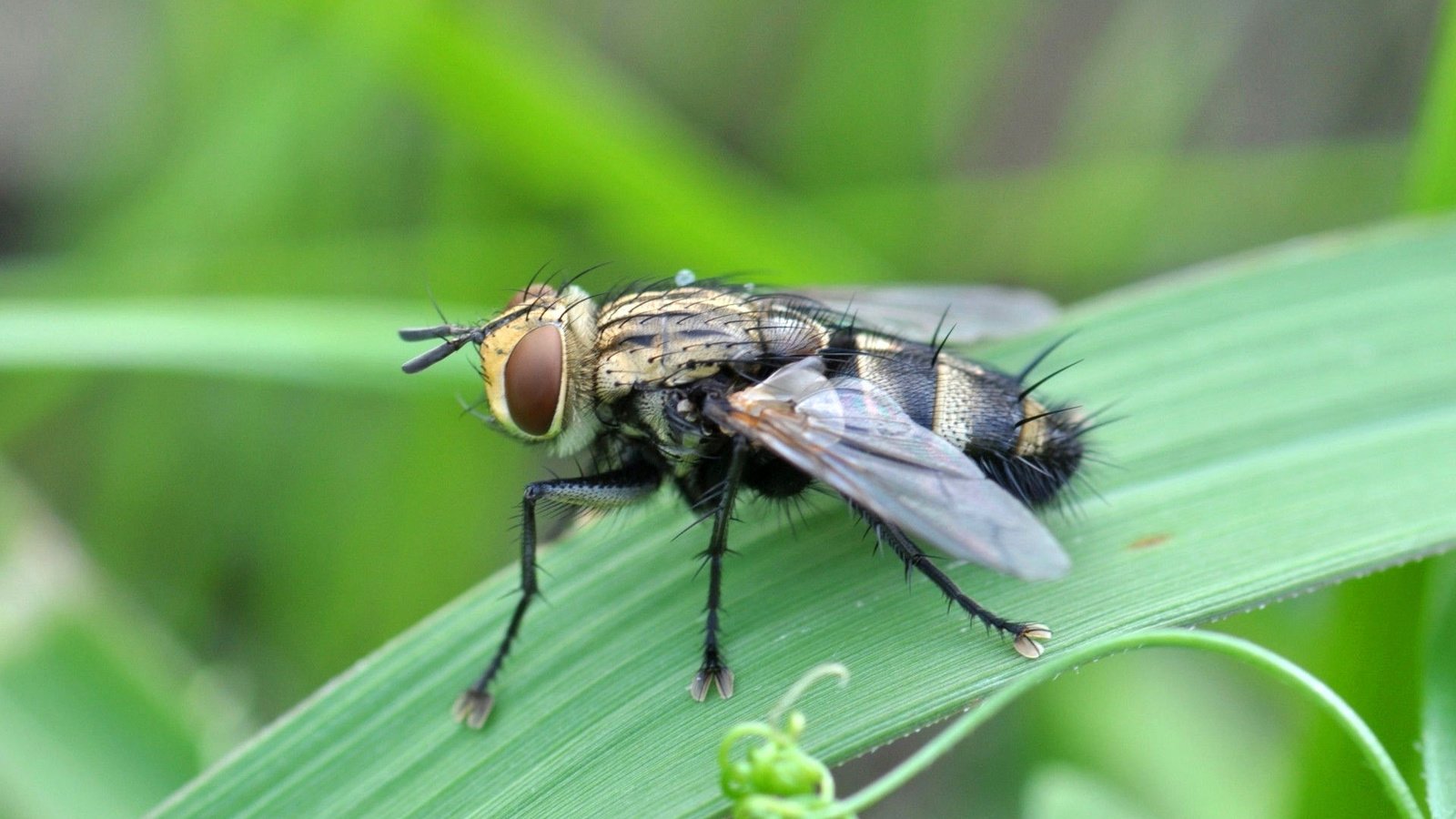 Обои глаза, трава, насекомое, крылья, муха, eyes, grass, insect, wings, fly разрешение 1920x1200 Загрузить