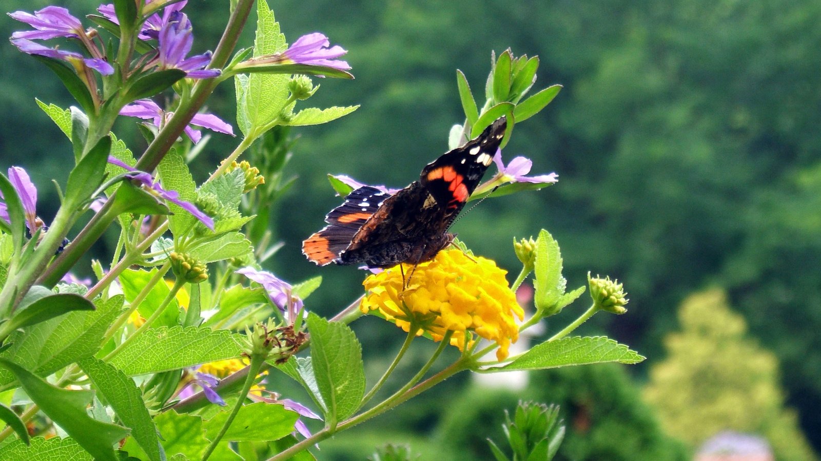 Обои цветы, трава, насекомое, бабочка, flowers, grass, insect, butterfly разрешение 3769x2355 Загрузить