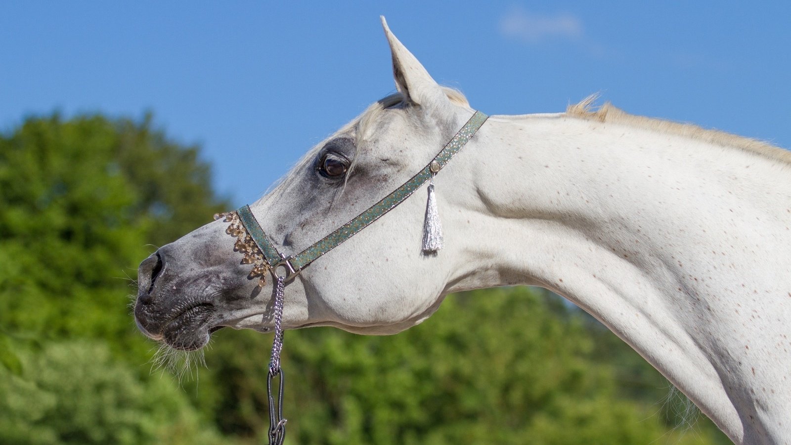 Обои морда, небо, лошадь, профиль, конь, грива, шея, (с) oliverseitz, face, the sky, horse, profile, mane, neck, (c) oliverseitz разрешение 2560x1640 Загрузить