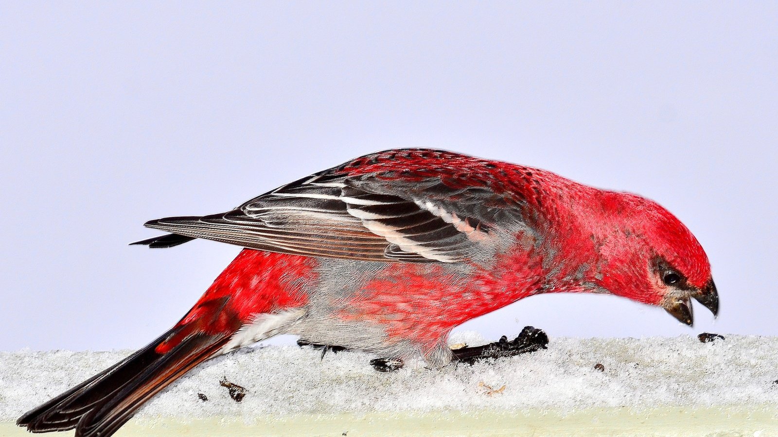 Обои снег, природа, птица, pine grosbeak, дубонос, snow, nature, bird, grosbeak разрешение 3393x2214 Загрузить