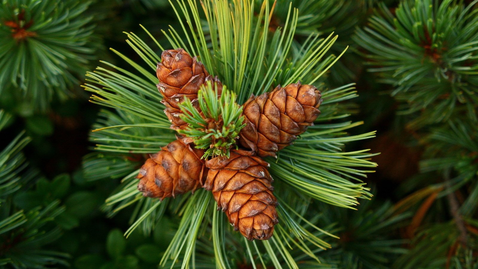 Обои дерево, зелень, хвоя, шишки, иголки, кедр, грин, siberian pine, cones, tree, greens, needles, bumps, cedar, green разрешение 1920x1200 Загрузить