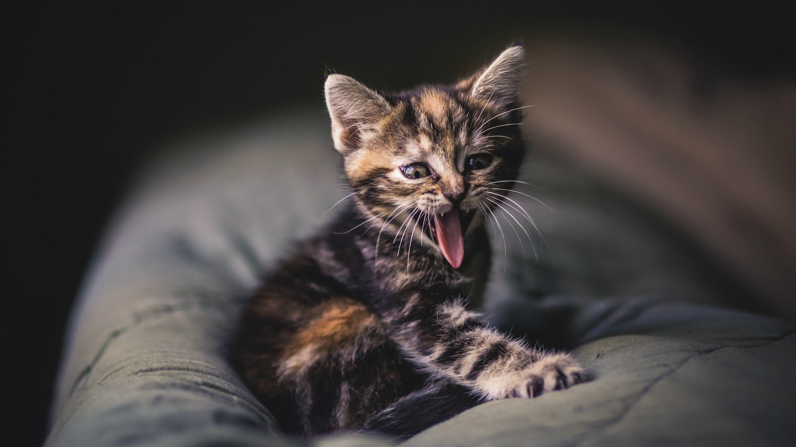 Обои кошка, котенок, язык, подушка, зевота, высунутый, cat, kitty, language, pillow, yawning, protruding разрешение 1920x1200 Загрузить