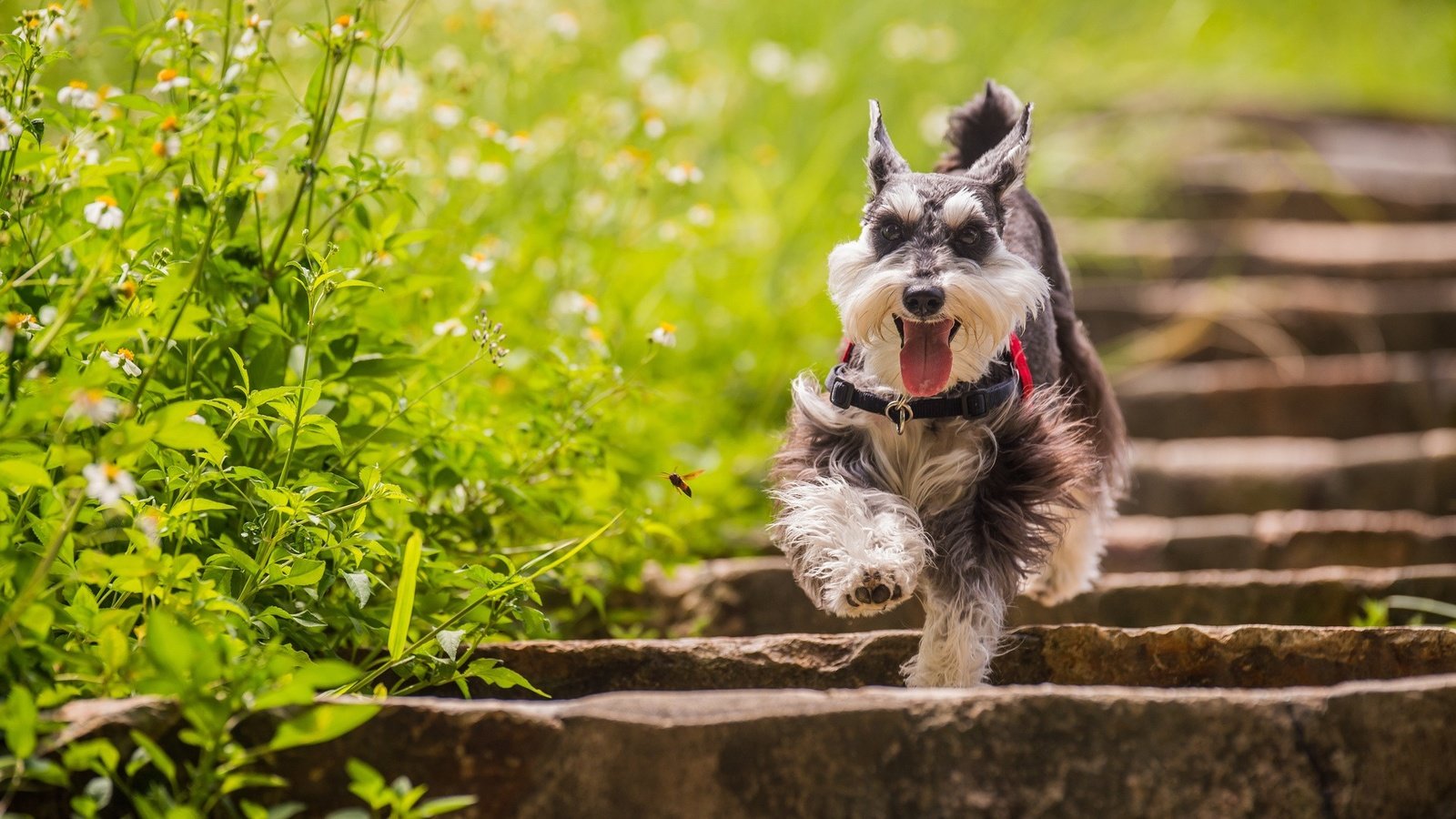 Обои трава, лестница, собака, цвергшнауцер, grass, ladder, dog, the miniature schnauzer разрешение 1920x1080 Загрузить